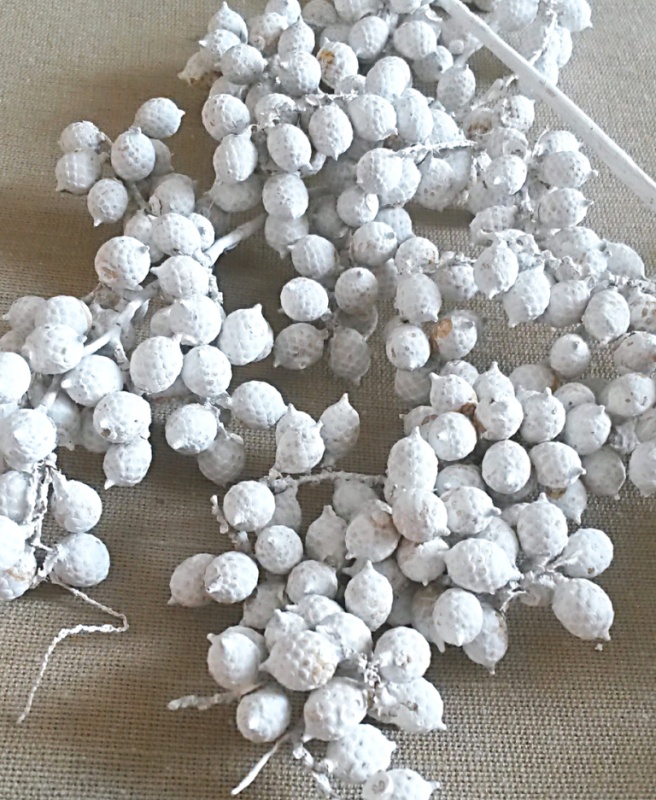 Canella special bílá