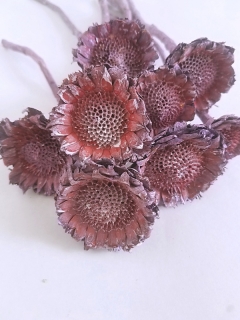 Susane rosette brombeer frosted
