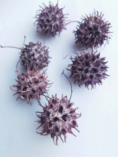 Amberbaum brombeer frosted